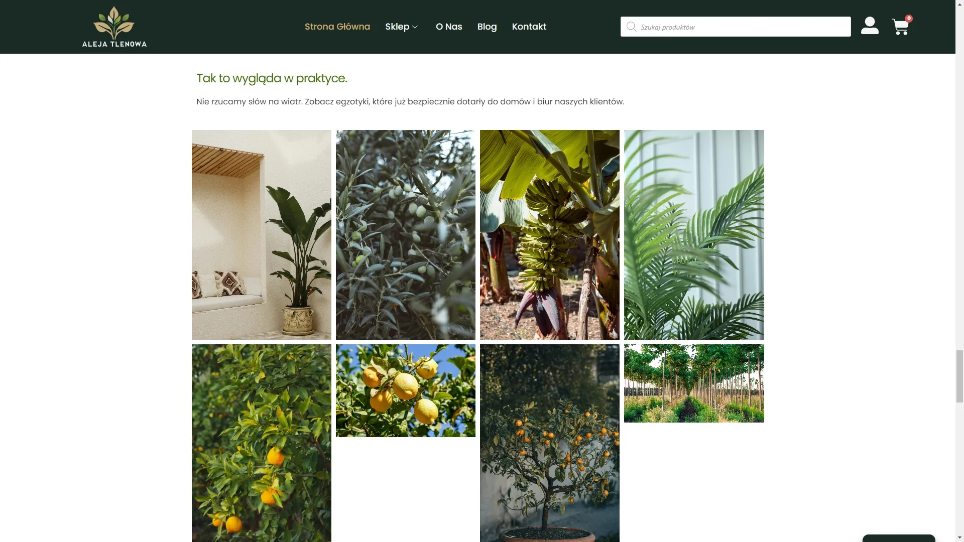 Aleja Tlenowa — galeria produktów